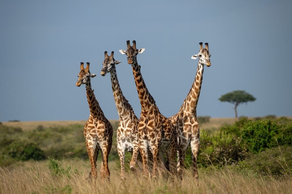 Luxury safari lodge hotel Kenya Tanzania and gorilla trekking Rwanda Uganda – beyond safari with Lobo Quest