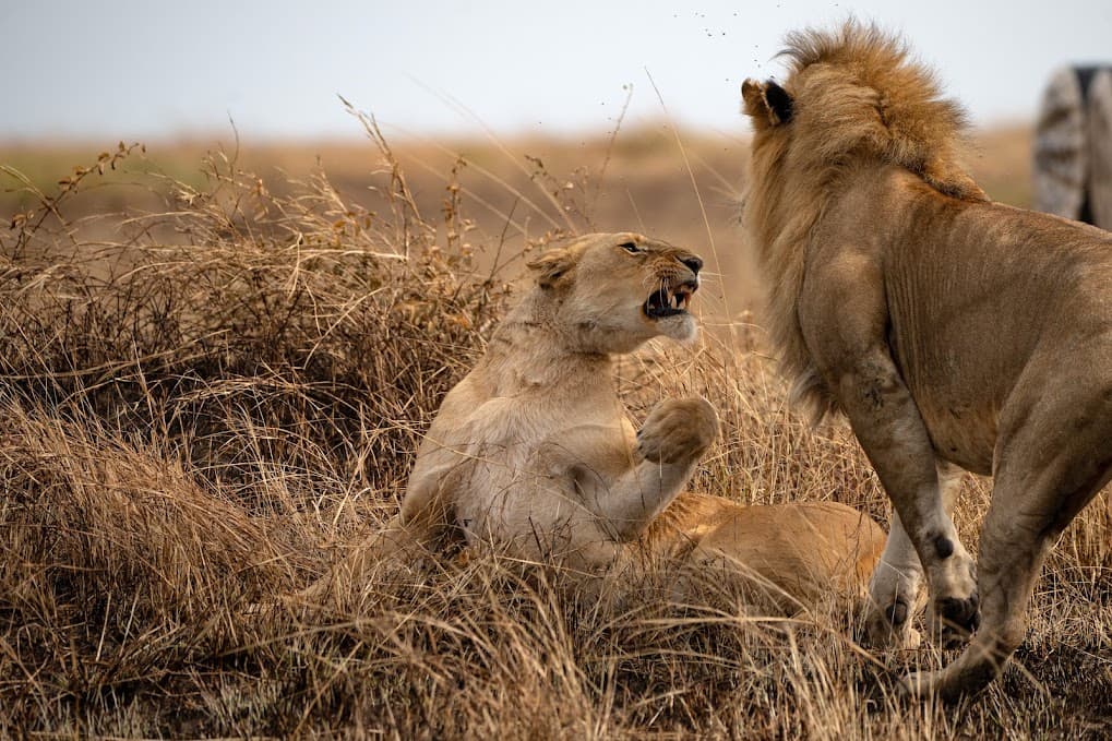 Kenya classic fixed departure safari – Amboseli and Masai Mara with Lobo Quest