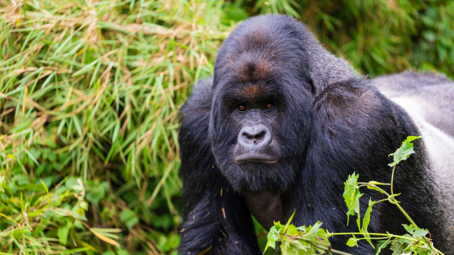 Mountain gorilla trekking Rwanda Uganda – private permits and lodges with Lobo Quest